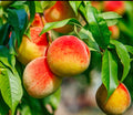 Prunus Persica Peach 7 Live 6" Cuttings Edible Sweet Fruit Tree Plant