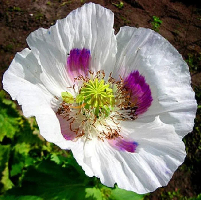Organic White Tasmanian Breadseed Poppy Seeds - 1000 Large Pods - Papaver somniferum