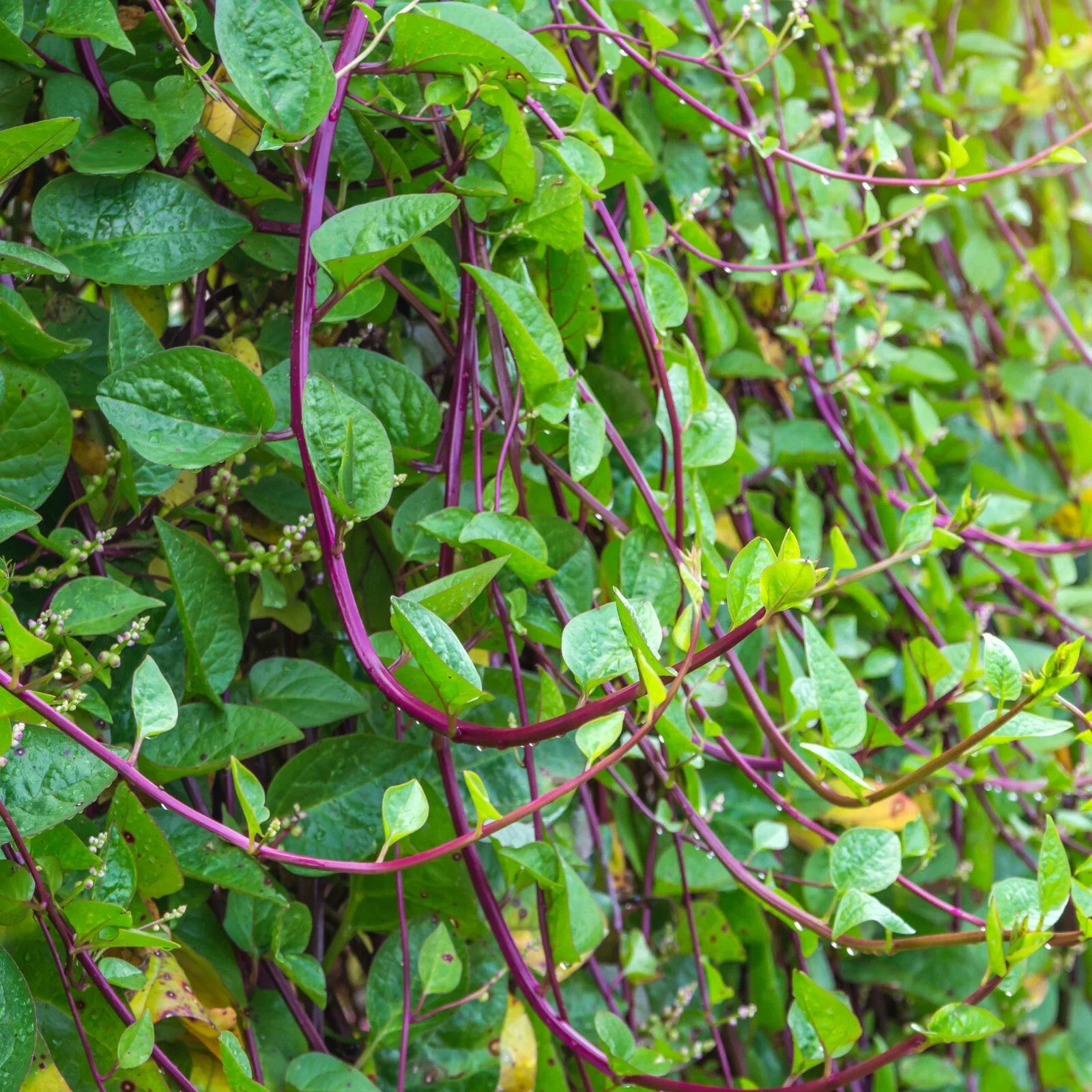 Red Stem Malabar Spinach Seeds - Basella Alba Rubra Ceylon Green Vegetable, Heirloom Seeds for Garden Planting 2025