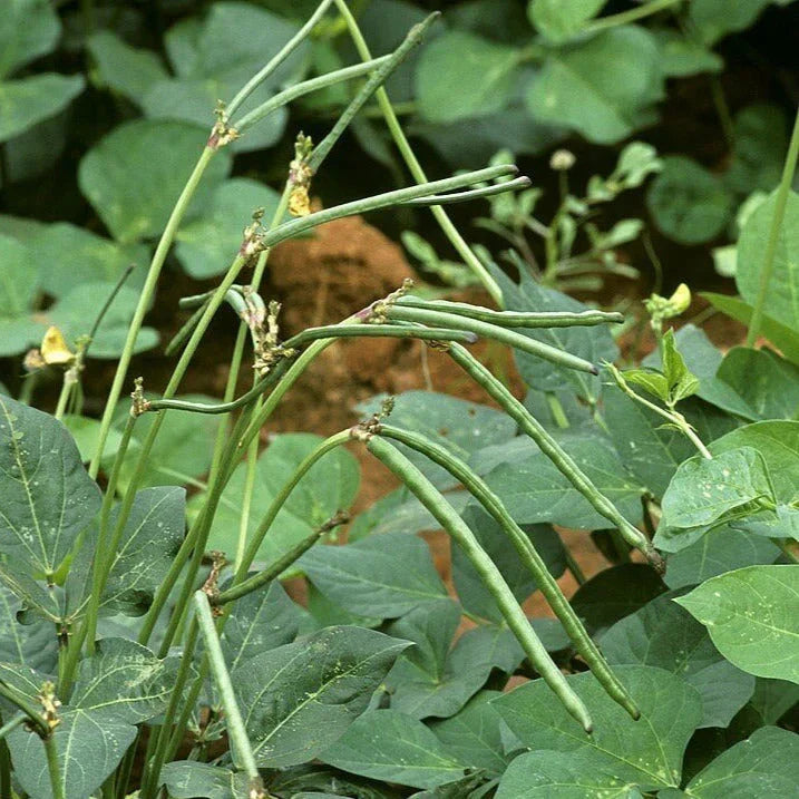 Texas Cream 8 Pea Seeds - Non-GMO Southern Field Pea Crowder for 2025 Planting - High Yield Variety