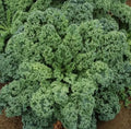 Organic Kale Seeds - 50+ Dwarf Blue Curled Scotch Non-GMO Heirloom Greens - Brassica oleracea