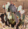 Opuntia Macrocentra Black Spine Prickly Pear Cactus Cutting Pad - Live Plant, 1 Piece, Succulent Garden Decor