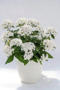 Pentas Seeds 500 Count Graffiti 20/20 White Pentas lanceolata - Flowering Plant Seeds for Garden and Landscape