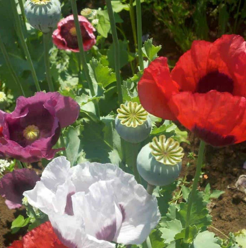 Organic Breadseed Poppies Seeds - Large Pods, 500 Count - FOOD NOT LAWNS REMIX, Papaver somniferum