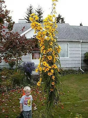 Giant Maximillian Sunflower Seeds - 200+ Perennial Seeds - Helianthus maximiliani - USA Shipping