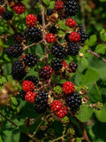 Organic Thornless Blackberry Cuttings - 6" Long - 4 Count - Rubus fruticosus