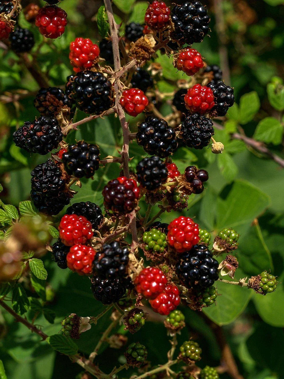 Organic Thornless Blackberry Cuttings - 6" Long - 4 Count - Rubus fruticosus