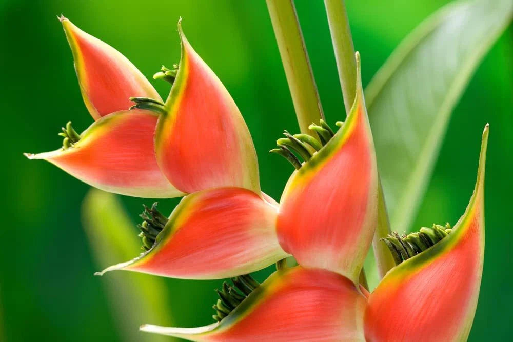Heliconia Seeds for Planting - 10 Seeds - Heliconia Champneana - Tropical Banana Plant