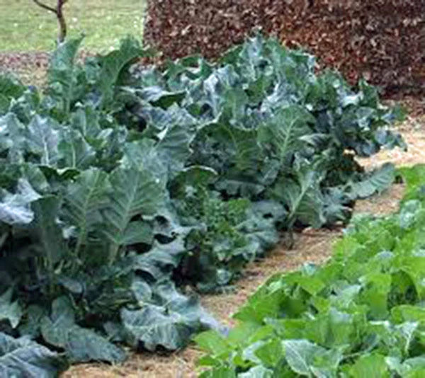 Collard Greens Seeds - Vates Heirloom Variety - 50+ Seeds for Salads and Cooking - Brassica oleracea