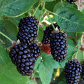 Thornless Apache Blackberry Seeds - 10+ Seeds - Triple Crown Giant - Rubus fruticosus