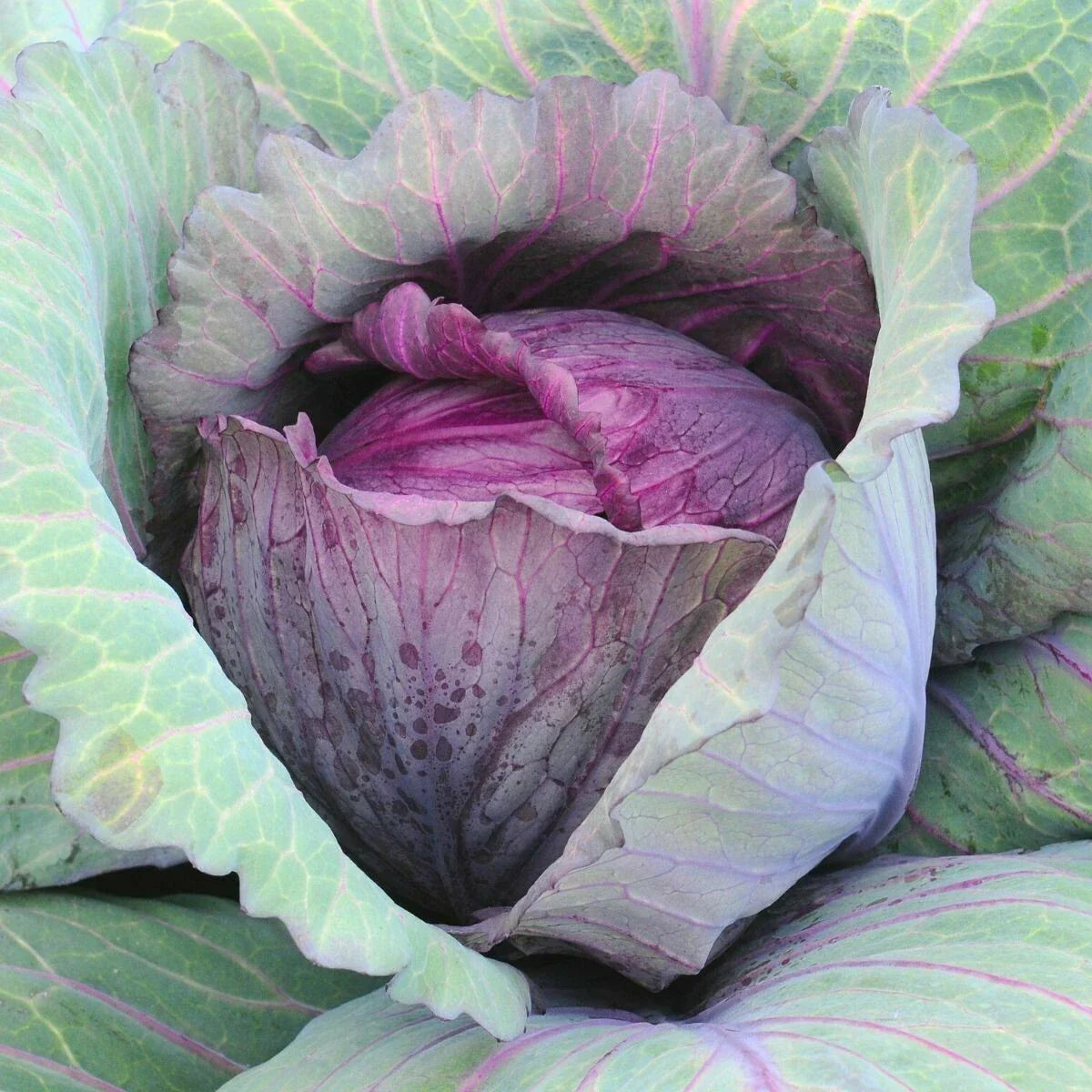 Red Acre Cabbage Seeds - 400+ Heirloom Vegetable Seeds for Spring & Fall Garden - Brassica oleracea