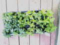 Mint Cuttings - 6 Rooted Varieties: Pineapple, Orange, Apple, Chocolate, Strawberry, Ginger - Mentha spp.