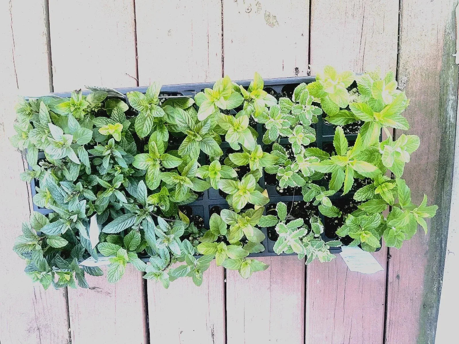 Mint Cuttings - 6 Rooted Varieties: Pineapple, Orange, Apple, Chocolate, Strawberry, Ginger - Mentha spp.