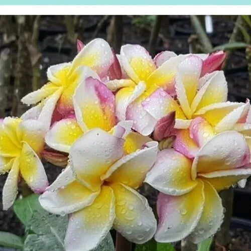 Plumeria Plant 30-40 cm Nakaraj Rooted Cutting - Tropical Flowering Plant, Fragrant Blooms, Garden Decor