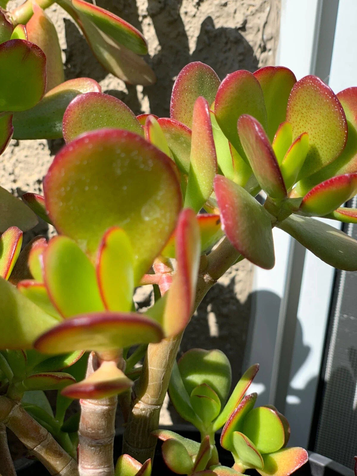 Jade Succulent Cuttings - 3 Beautiful Green Cuttings - Crassula ovata