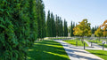Western Red Cedar Tree Seeds - 50 Pack - Thuja plicata - Ideal for Planting, Landscaping, and Reforestation
