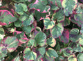 Houttuynia Cordata Fish Mint Charmeleon 10 Bare Root Plants for Ponds - Aquatic Perennial Ground Cover