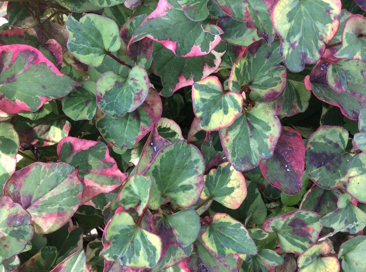 Houttuynia Cordata Fish Mint Charmeleon 10 Bare Root Plants for Ponds - Aquatic Perennial Ground Cover