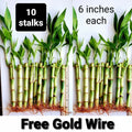 Lucky Bamboo Plants - 6 Inches - 10 Pack with FREE Gold Wire - Indoor Feng Shui - Dracaena sanderiana