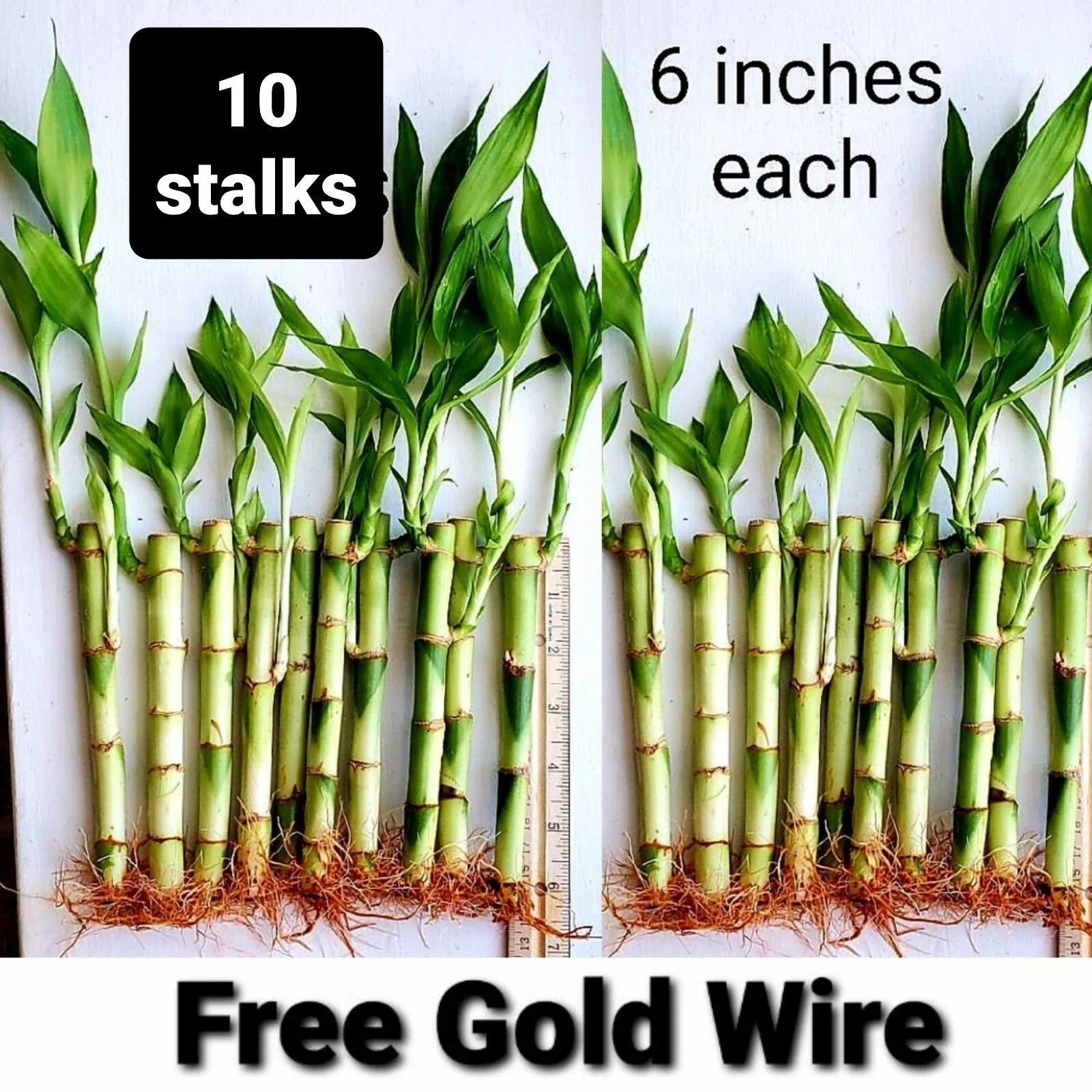 Lucky Bamboo Plants - 6 Inches - 10 Pack with FREE Gold Wire - Indoor Feng Shui - Dracaena sanderiana