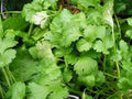 Cilantro Seeds, 50 Seeds, Slow Bolt Heirloom, Non-GMO Culinary Herb, Coriandrum sativum