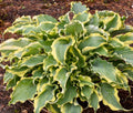 Hosta Plant - Perennial Variety - Voices In The Wind - Shade-Loving Ground Cover - Ideal for Gardens and Borders
