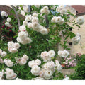 Sombrueil Climbing Rose Bush Plant Cuttings - 4 Fragrant Cuttings with Huge Blooms (Rosa 'Sombrueil')