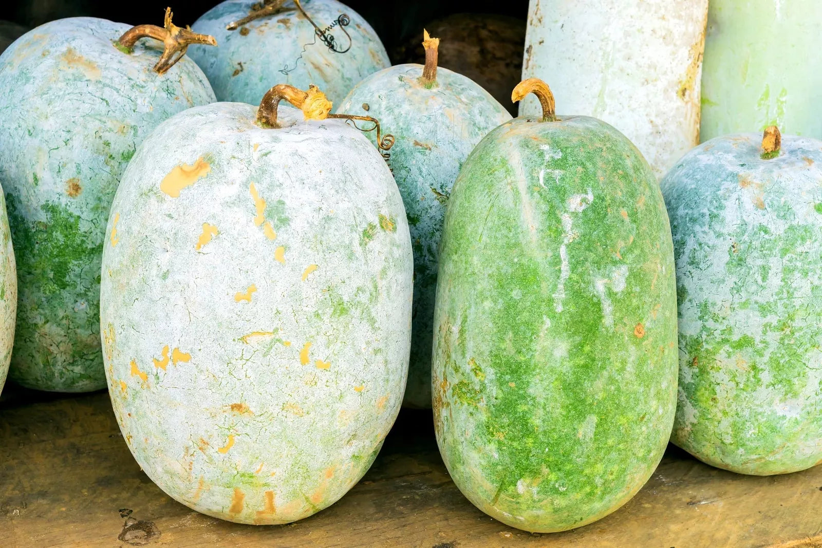 Giant Wax Gourd Seeds - 10 Pack for Planting - Cucurbita maxima - Ships from Iowa, USA