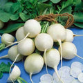 Philadelphia White Box Radish Seeds - 100+ Non-GMO Seeds for Gardening, Raphanus sativus