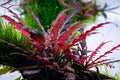 Hygrophila Pinnatifida Aquarium Plant - Easy Care Live Aquatic Plant for Freshwater Tanks