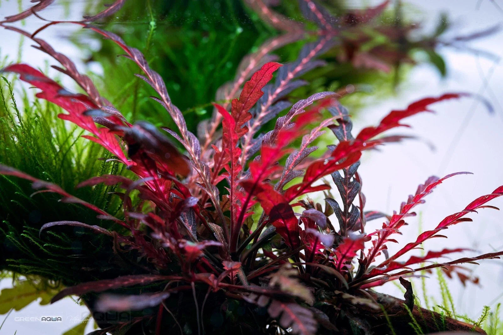 Hygrophila Pinnatifida Aquarium Plant - Easy Care Live Aquatic Plant for Freshwater Tanks