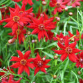 Coreopsis Seeds - Amulet Red Dwarf Variety - 500 Non-GMO Seeds for Butterfly Garden - Coreopsis tinctoria