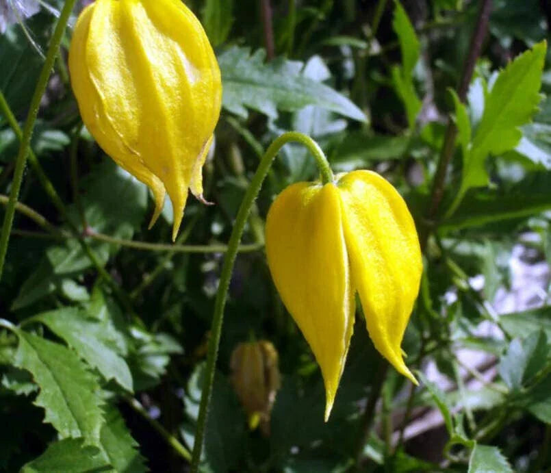 Golden Clematis Seeds for Planting - 20 Seeds - Clematis tangutica - Perennial Climbing Vine - Yellow Flowers