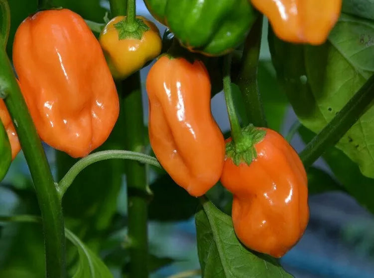 Orange Habanero Hot Pepper Seeds - 50+ Non-GMO Mexican Salsa Vegetable Garden Seeds - Capsicum chinense