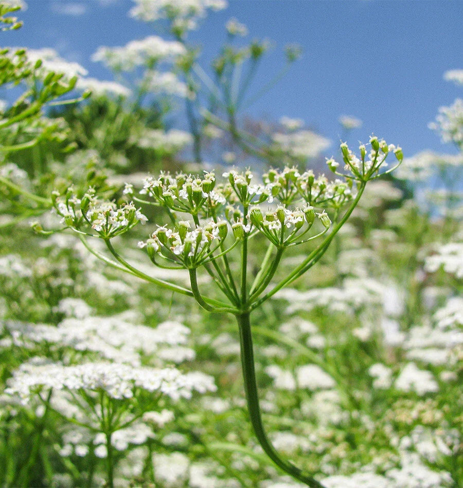 Cumin Seeds | Non-GMO Garden Seeds | Fresh Herb Variety | Cuminum cyminum