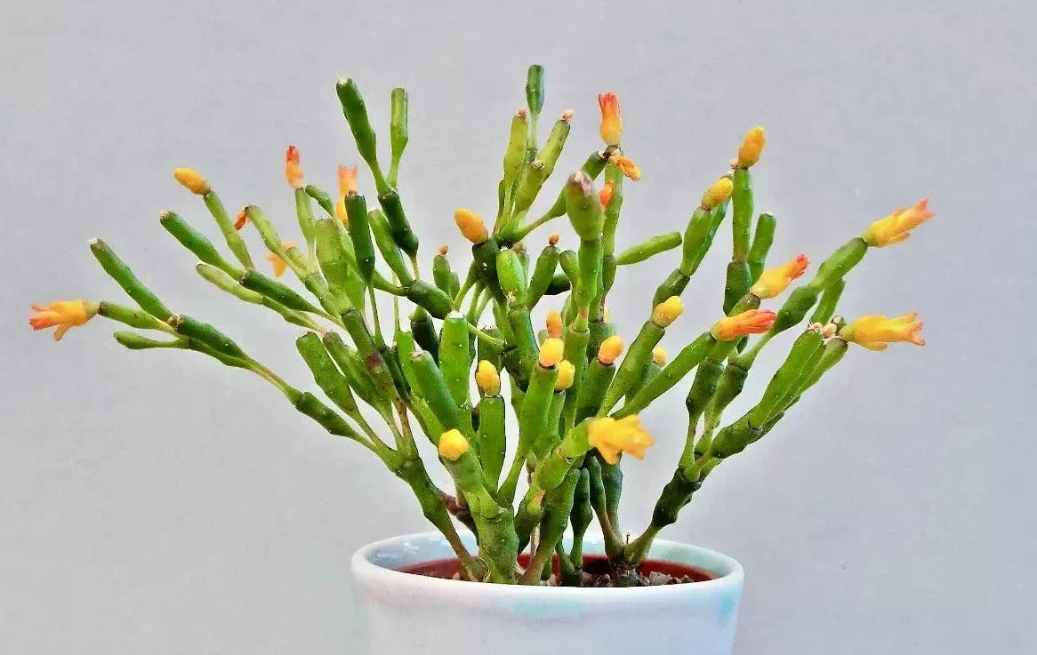 Dancing Bones Cactus 2" Plant | Hatiora salicornioides | Exotic Succulent Collection