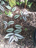 Organic Wandering Jew Cuttings - 7 Rooted Tradescantia Zebrina - Variegated Green and Purple Foliage