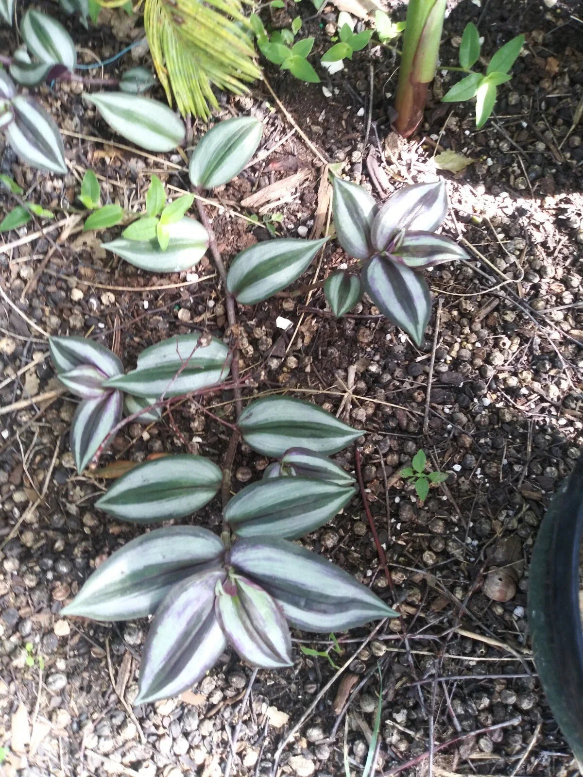 Organic Wandering Jew Cuttings - 7 Rooted Tradescantia Zebrina - Variegated Green and Purple Foliage
