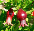 Dwarf Pomegranate Seeds - Organic Punica granatum nana - 20 Seeds - Edible Fruit Plant for Home Garden