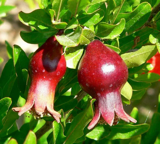 Dwarf Pomegranate Seeds - Organic Punica granatum nana - 20 Seeds - Edible Fruit Plant for Home Garden