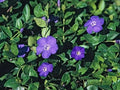 Periwinkle Vinca Vines 10 Bare-root Flowering Ground Cover Vinca minor Drought Tolerant Shade Loving Erosion Control
