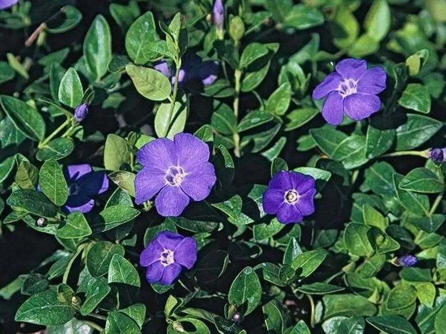 Periwinkle Vinca Vines 10 Bare-root Flowering Ground Cover Vinca minor Drought Tolerant Shade Loving Erosion Control