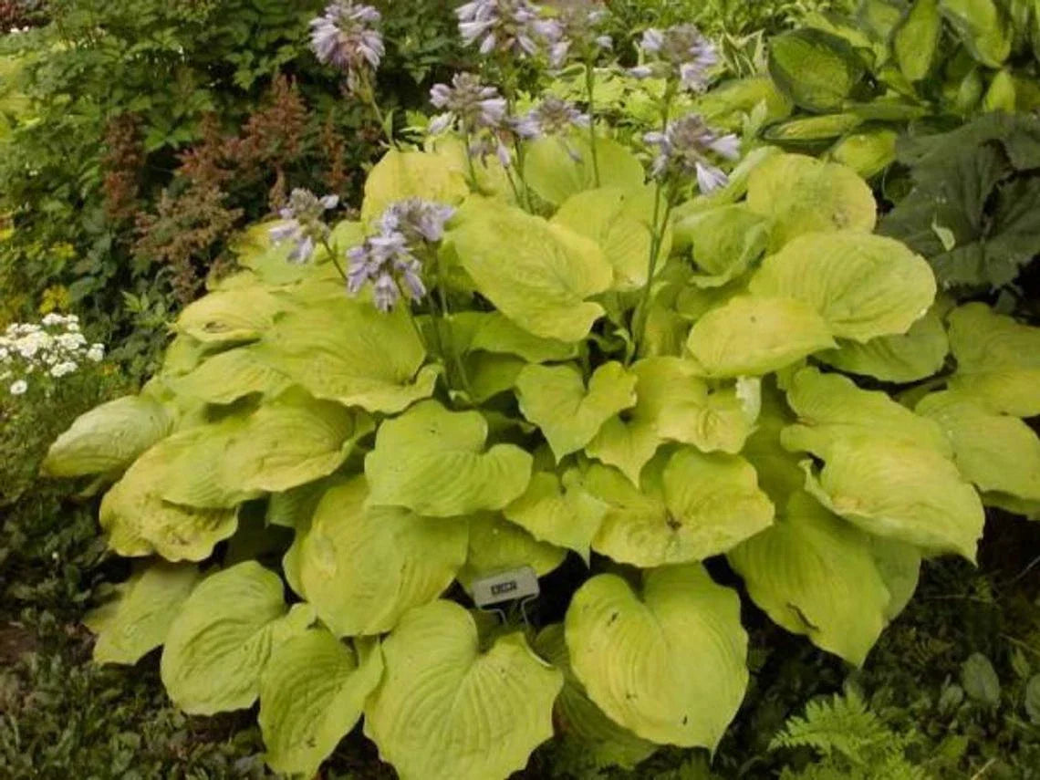 Large Golden Hosta Plant - Full Rooted, 3+ Years Old, Perfect for Garden - Hosta sieboldiana 'Aureomarginata'