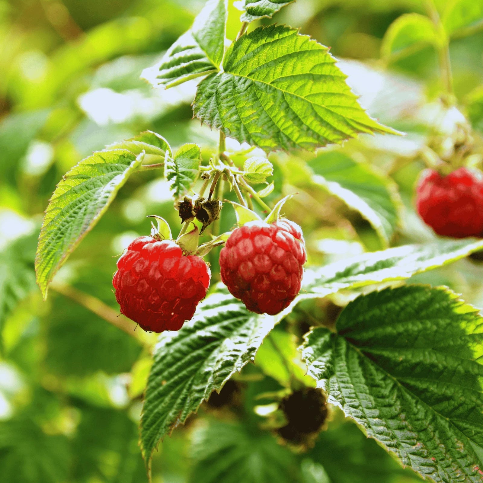 Polana Raspberry Canes - Bare Root, 1-Year-Old - Rubus idaeus 'Polana' - Hand Picked Nursery