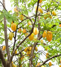 Starfruit Tree Cuttings 6"-8" Inch, Averrhoa carambola, Includes Extra Bonus Plant Care Tips