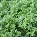 Lettuce Seeds - Green Ice Variety - Fresh Non-GMO Seeds - Lactuca sativa