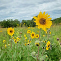 Downy Sunflower - 100 Seeds Native Prairie Wildflower, Drought-Tolerant Summer & Fall Blooms (Helianthus mollis)