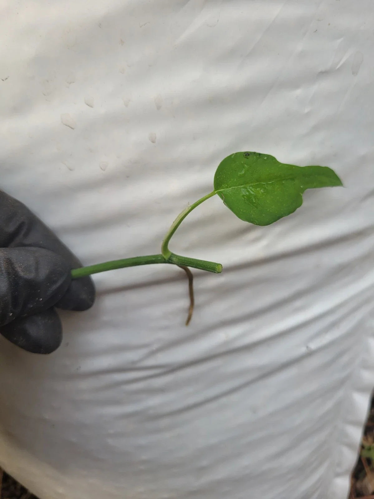 Epipremnum Pinnatum Skeleton Key Plant Cutting - Fresh One Node - Rare Indoor Houseplant