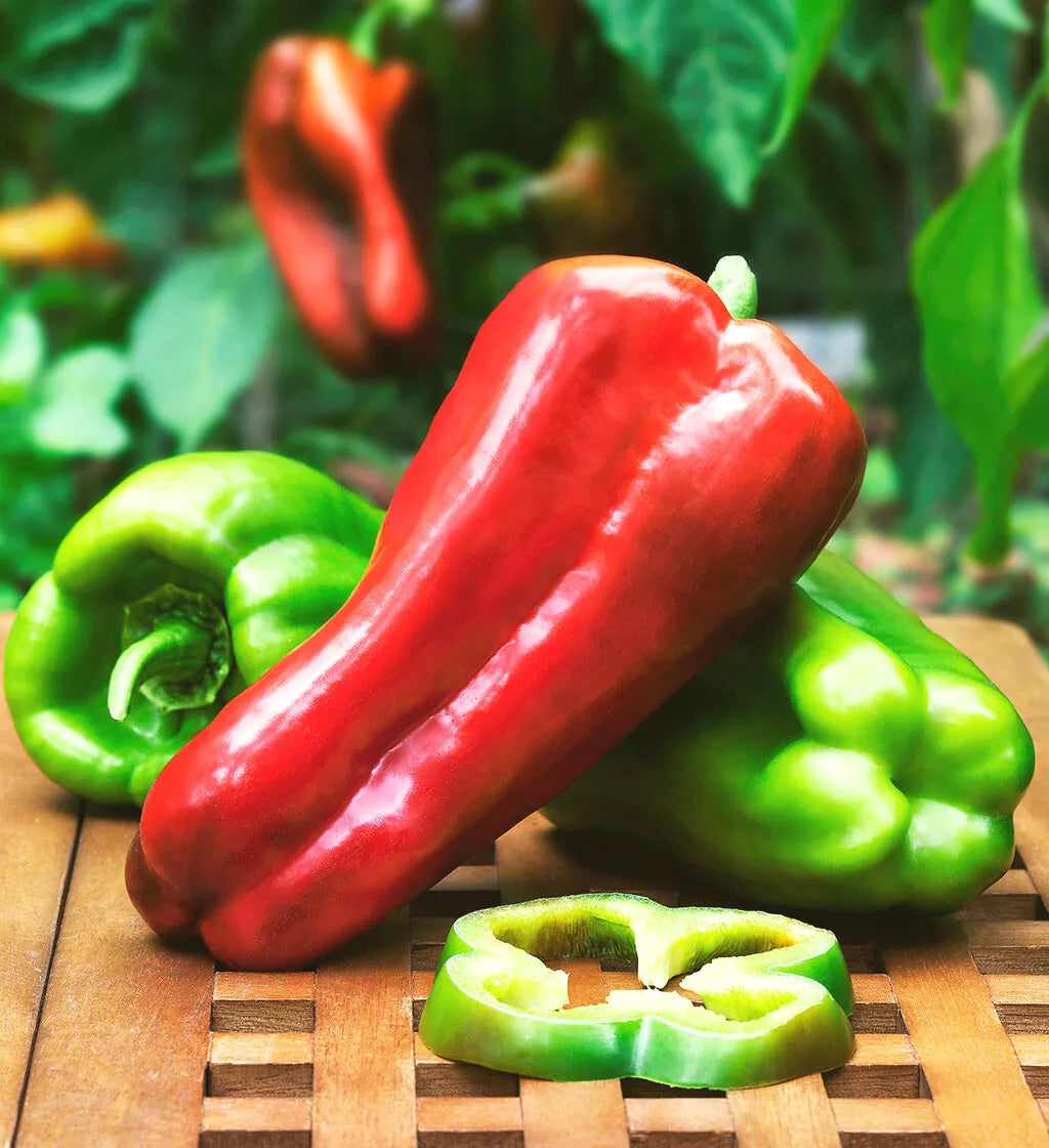 Sweet Pepper Seeds 1000 Count Big Bertha Red Capsicum annuum Thick-Walled Elongated Bell Pepper for Giant Stuffed Peppers