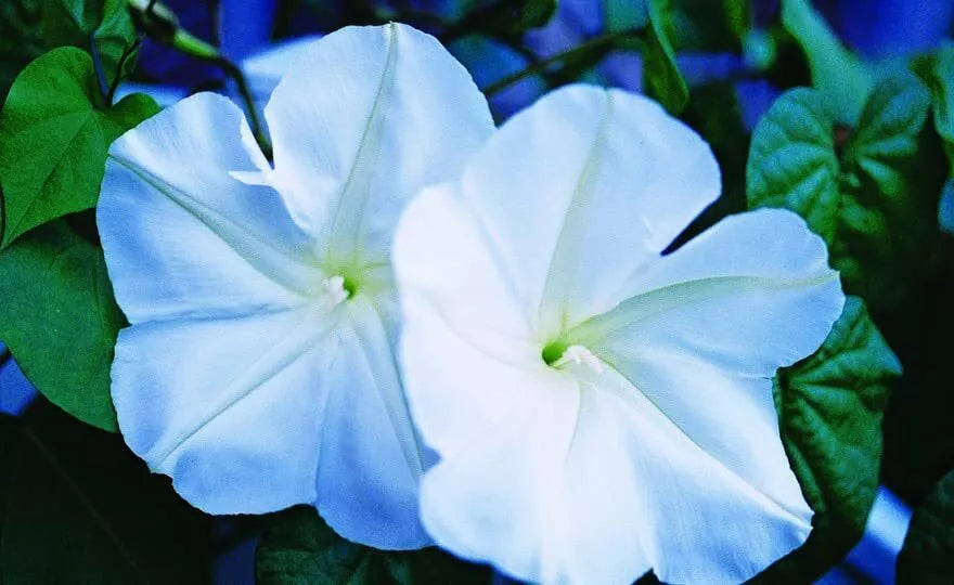 Moonflower Seeds for Planting - Night Blooming, Fragrant, 100+ Seeds, Ipomoea alba